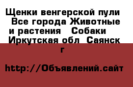 Щенки венгерской пули - Все города Животные и растения » Собаки   . Иркутская обл.,Саянск г.